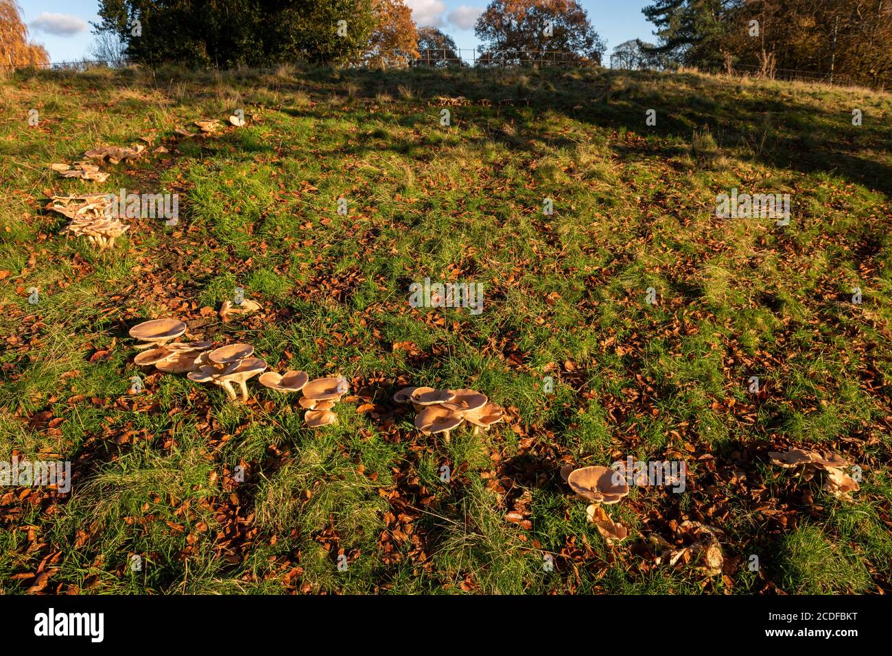 Ein Märchenring aus Pilzen Stockfoto