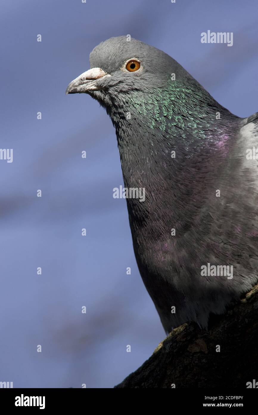 Die haustaube Fotos und Bildmaterial in hoher Auflösung Alamy