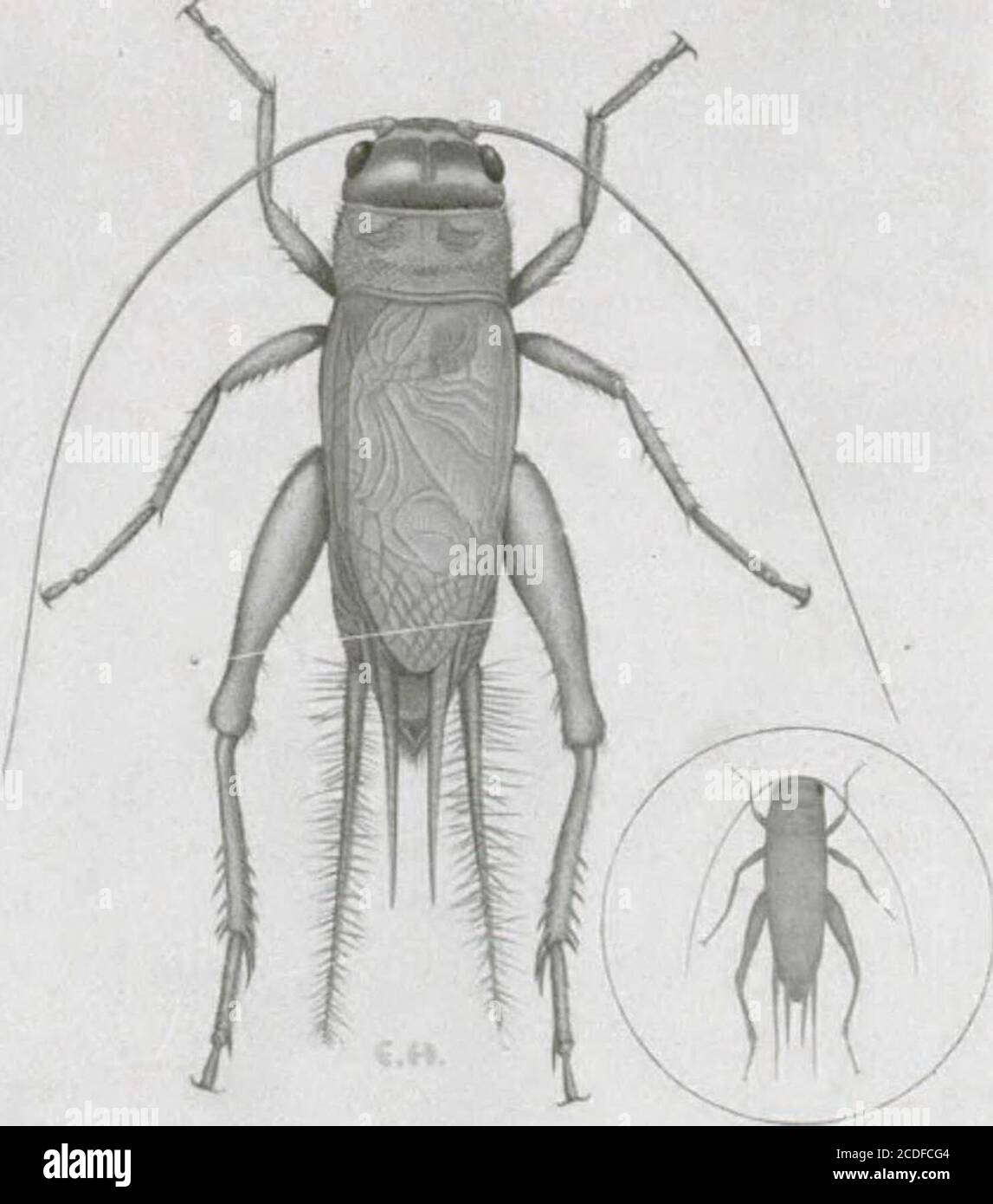 . Insectes nuisibles aux habitations et moyens de les combattre : (avec chapitre sur les animaux nuisibles autres que les insectes) . Coton et dautres tissus. Le grillon européen ou domestique ou cri-cri,Gryllus domesticus L., et le grillon noir des champs, Gryllus assimilis Fab., peu-vent tous deux causer des dégâts de ce Genre. Le grillon domestique (Abb. 40) qui vient dEurope est établi au Canadadepuis déjà bien des années (nos Notes datent de 1887). Auf einem Souvent signalésa présence dans les habitations, spécialement dans lOntario et le Québec.Cette espèce est brun-pâle et mesure environ tro Stockfoto