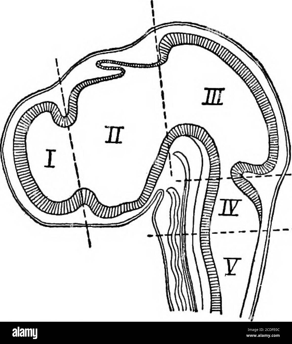 . Elemente der physiologischen Psychologie; eine Abhandlung über die Aktivitäten und die Natur des Geistes, aus der physischen und experimentellen Gesichtspunkten. ide,die corpora quadrigemina. Die Kavität des Neuralrohres bleibt hier klein und bildet das Aquädukt, das den Viertmit dem dritten Ventrikel verbindet. Im Zwischenhirn dehnt sich das Aquädukt in den dritten Ventrikel aus; und hier wird wieder die dorsale Wand des Tubus zu einer breiten, dünnen Membran, die in den Ventrikel gefaltet und Blutgefäße mit sich trägt. Während die zerebralen Hemisphären ihr enormes Wachstum durchlaufen, dehnt sich die Kavität mit ihnen aus, andrema Stockfoto