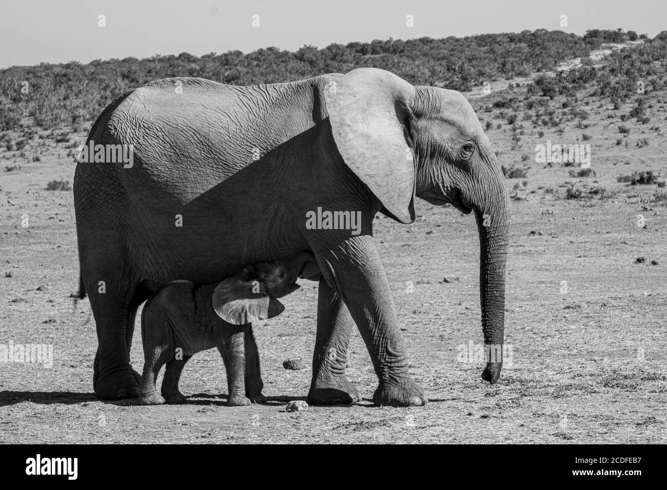 Neugeborenes Elefantenkalb säugt von seiner Mutter Stockfoto