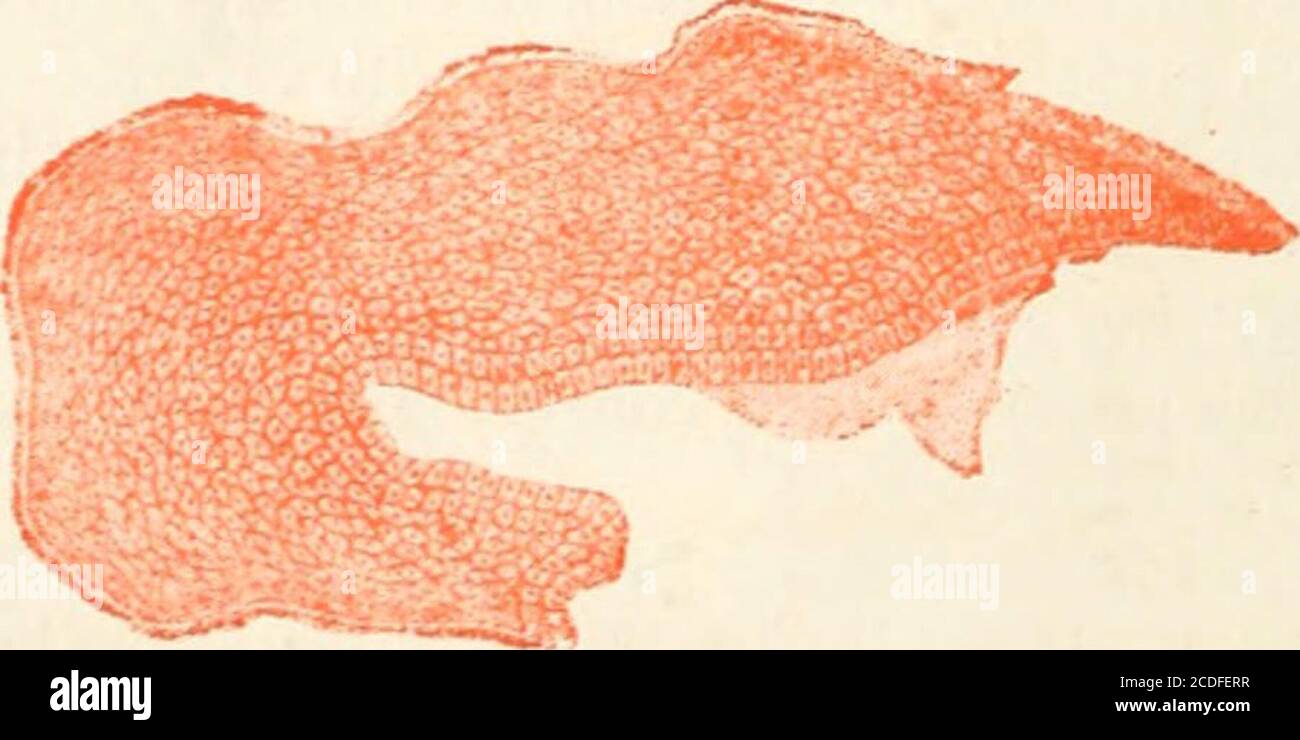 Verhornte schicht Fotos und Bildmaterial in hoher Auflösung Alamy