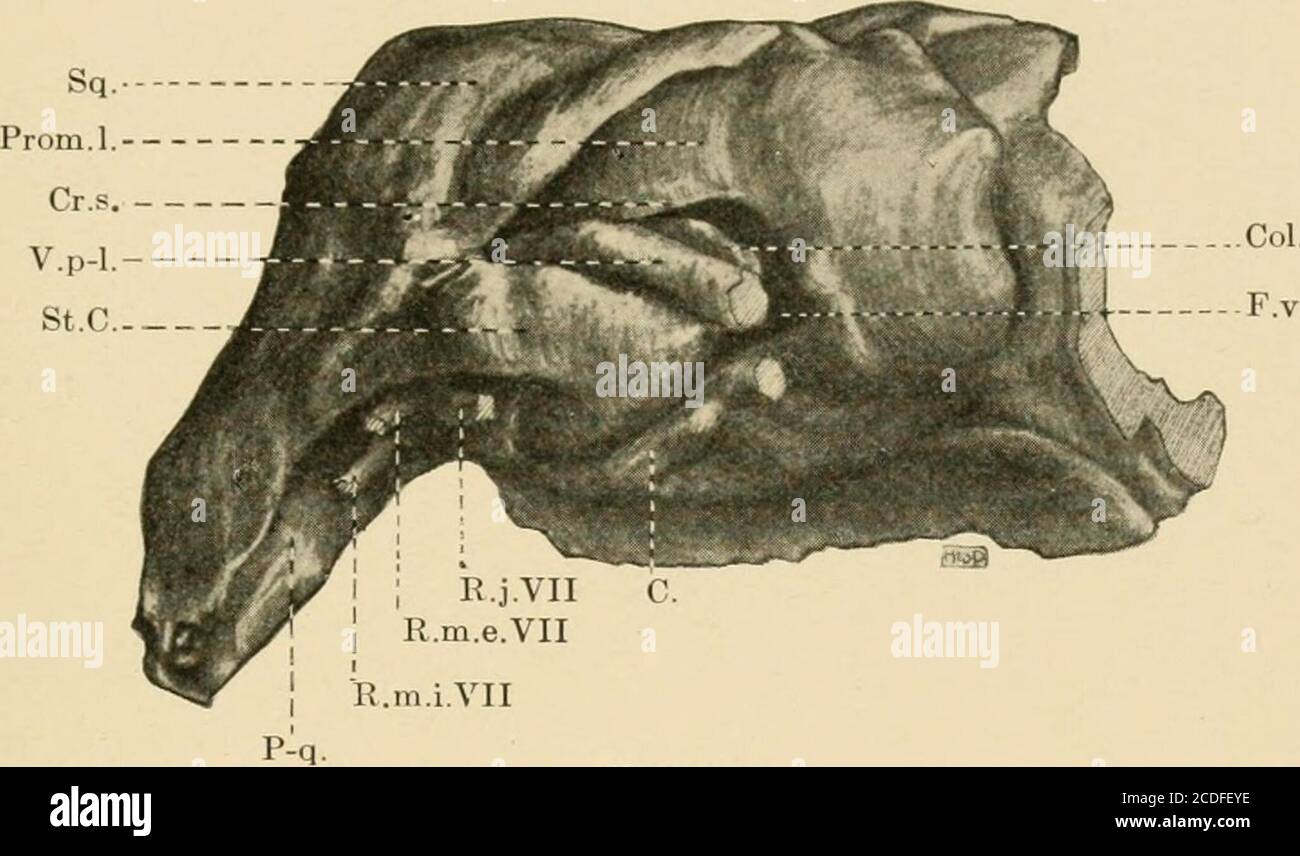 . Journal of Morphology . mus mandibularis internus VII. 628 B. F. Kingsbury und H. D. Reed. E. muscles.M., musculus cephalo-dorso-mandibularis.M.op., musculus opercularis.M.i.c.i., musculus intertransversarius capitis inferior. F. Blutgefäße.C, Arteria carotis interna.V.p.-l., Vena petroso-lateralis. Platte I. Modelle der Ohrregion des Schädels von Ambystoma punctaturn, drawnfiom der Seite und leicht von der kaudal und ventral Aspekte. Abb. 22. Ambystoma punctatum, reife Larve etwa 45 mm. In der Länge, beginnende Umwandlung, Kiemen etwa die Hälfte absorbiert. Abb. 23. Ambystoma punctatum, Stockfoto