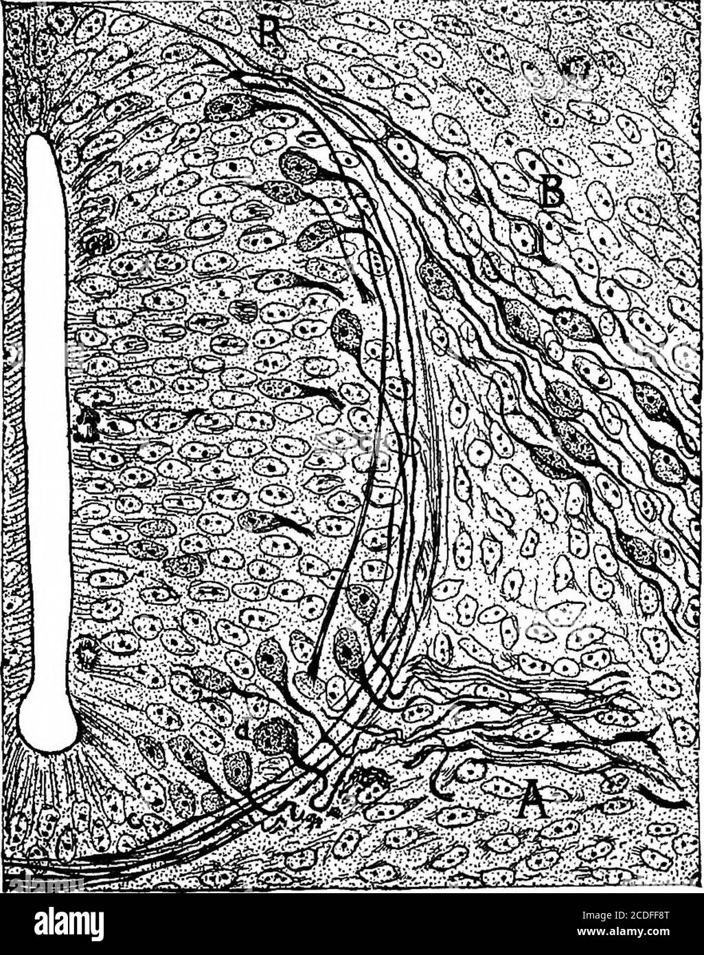. Elemente der physiologischen Psychologie; eine Abhandlung über die Aktivitäten und die Natur des Geistes, aus der physischen und experimentellen Sicht. Er links von der Tubeand in Richtung seiner dorsalen Seite. Die Zellen innerhalb dieser Streifen entwickeln sich in der gleichen Weise wie die Nervenzellen innerhalb des Röhrchens; außer dass jedes der ersteren zwei Axone aussendet, von denen eines an der Peripherie des Körpers wächst und mit einem Sinnesorgan verbunden ist, während das andere in Richtung des Neuralrohres wächst und durchdringt. Das Axon, das zur Peripherie hin wächst, mit anderen aus der Nähe, formsa dorsale Wurzel; diese dorsale Wurzel schließt sich bald der an Stockfoto