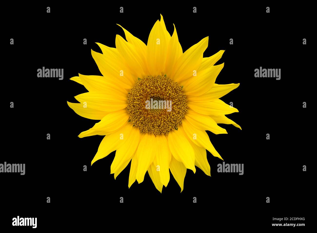 Leuchtend gelbe Sonnenblume isoliert auf schwarzem Hintergrund. Stockfoto