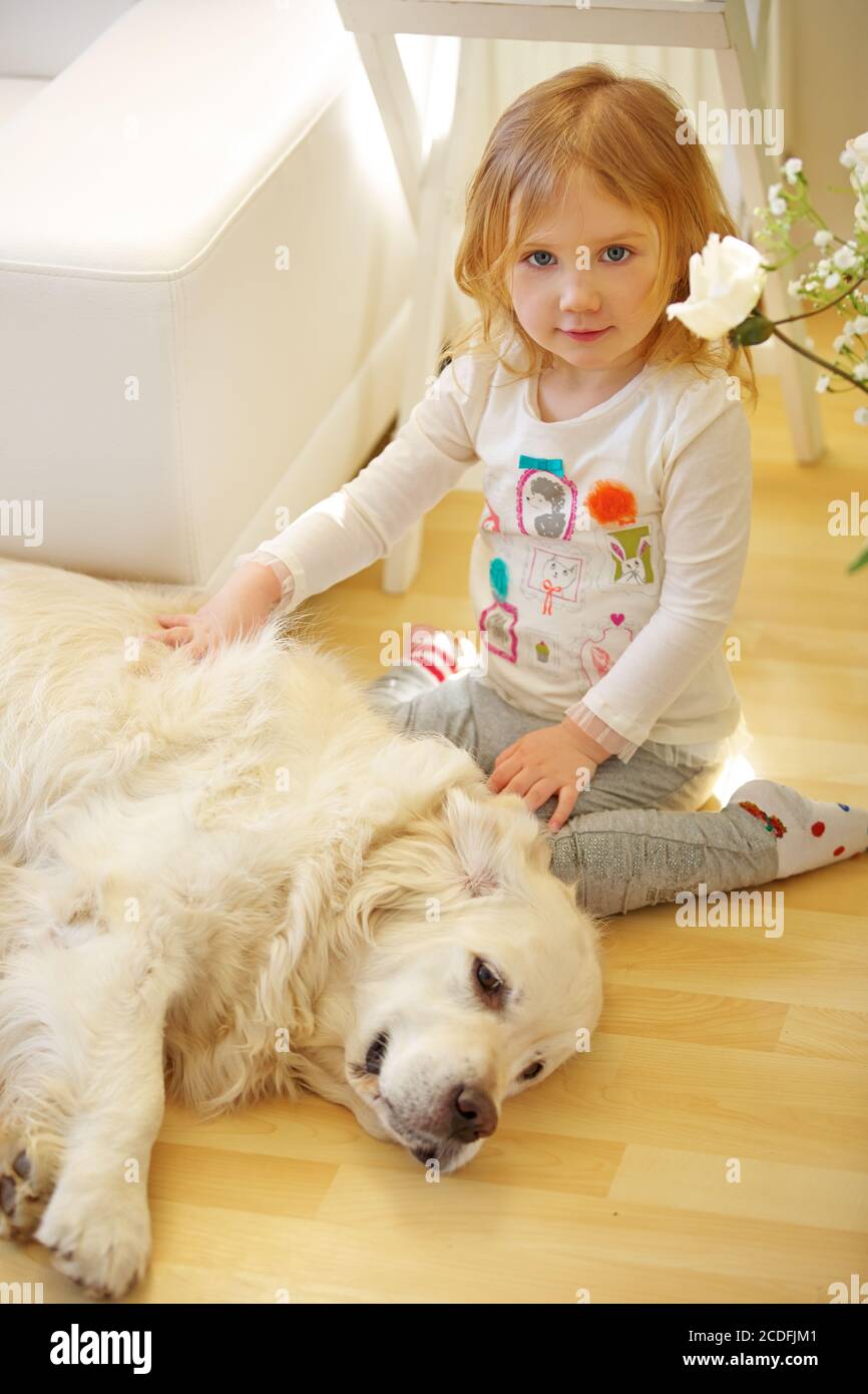 Kleines Kind streichelt Fell von einem goldenen Retriever Hund Stockfoto