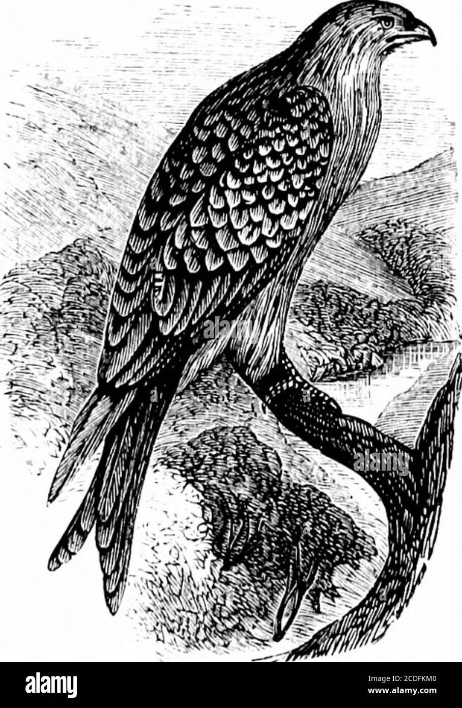 . Ein Wörterbuch des religiösen Wissens [elektronische Ressource]: Für den populären und professionellen Gebrauch, umfassend vollständige Informationen über biblische, theologische und kirchliche Themen . Red Kite. Ease unsere Übersetzer haben es vul-ture.1 die Anspielung in Job liefert theonly Hinweis, die wir haben, um seine idontilica-1 Lev. xi., 14; Deut. xiv., 13; Job xxviii., T. Flint Messer. Nur von harten Stein, und die Verwendung der Flint, oder Steinmesser, wurde manchmal für heilige Zwecke nach der Einführung von Eisen und Stahl. Die Juden, wie andere Ori-entals, machten in ihren Mahlzeiten aber wenig Gebrauch vonMessern, aber Stockfoto