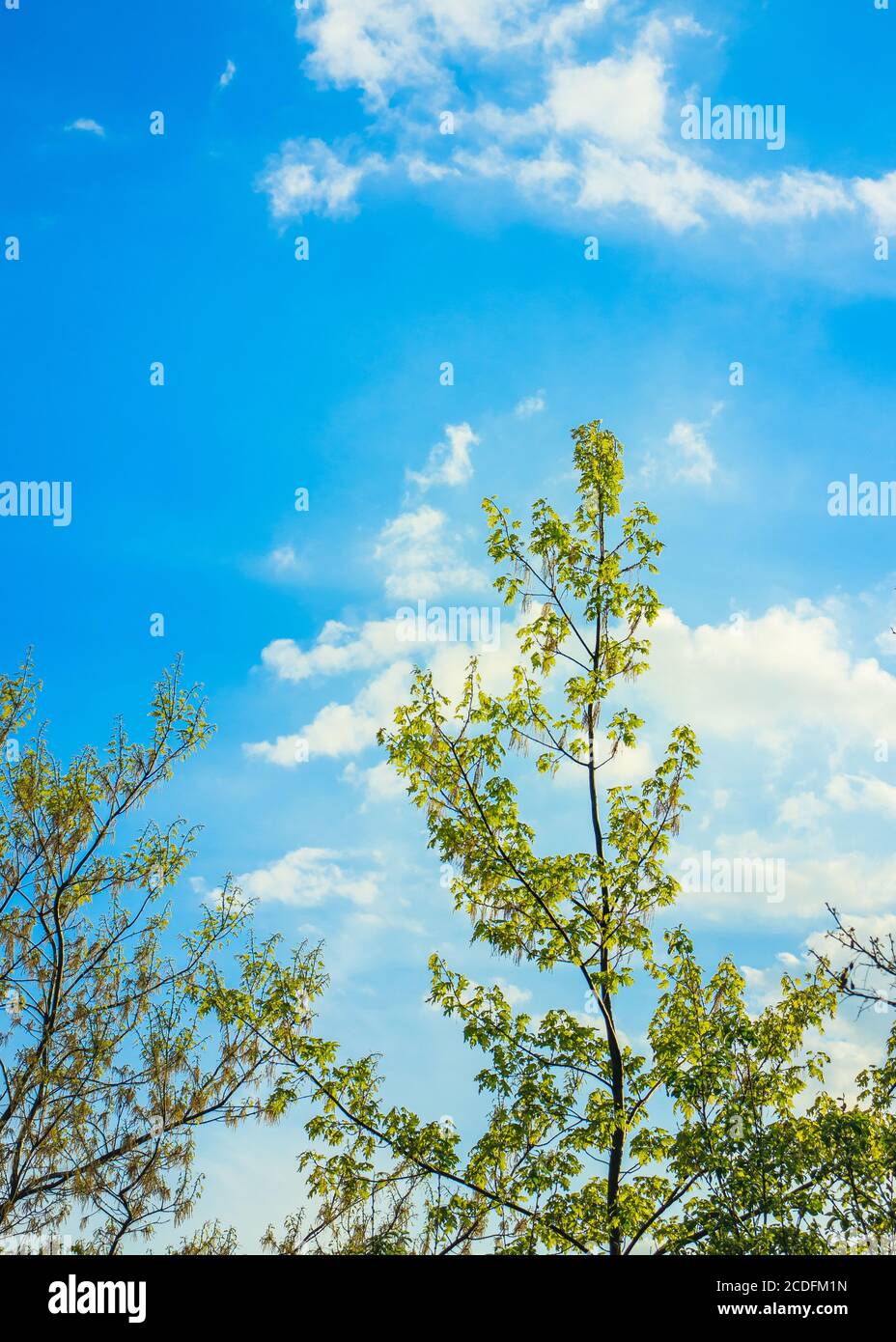 Blauer Himmel mit hellen Wolken und oben auf einem grünen Baum Stockfoto