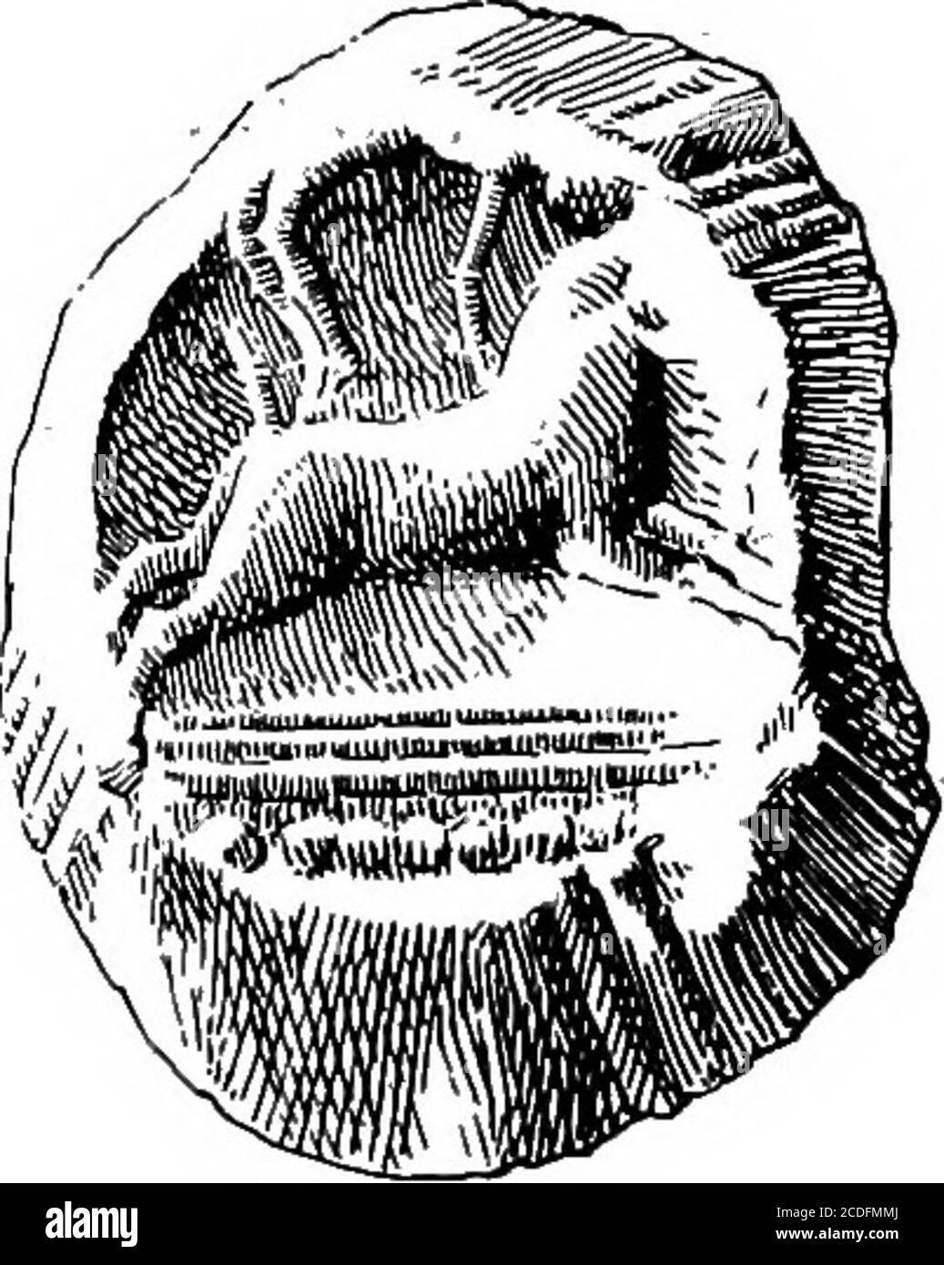 . Der Palast von Minos : Ein vergleichender Bericht über die aufeinanderfolgenden Stadien der frühen kretischen Zivilisation, wie durch die Entdeckungen in Knossos illustriert wird. E Umfang von denen intotzwei Prozessionsreihen von gehörnten Schafen geteilt wird.^ 1 die Form des Steins (einmal in meinen Posses- im Hort, einschließlich der in Fig. 411,Sion) ähnelt der Abbildung in Abb. 493, a, oben, a, b, oben. Präsentiert eine konventionelle Fafade. Diese Art von = Lolling, Bas Kuppelgrab von Menidi,lentoid geht, wie wir gesehen haben, auf M. M. II. Zurück PL VIII; Parrot Hisioirc, vj, La Grecepnnn- mehrere Fragmente solcher Arten waren Stockfoto