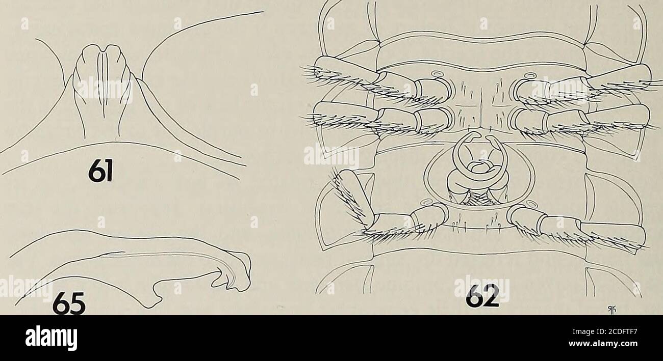 . Memoiren der American Entomological Society . und weiße Querstreifen entlang der kaudalen Ränder der Metaterga; Gonopoden mit folgenden diagnostischen Merkmalen: Präfemorales Pro-cess mäßig lang, akuminat, gebogene Ventride in mittlerer Länge; akropoditerelativ dünn und zerbrechlich; vordere Biegung und apikale Kurve gut definiert, lat-ter um 90 Grad; Spitze lang und abgeflacht; Distale Zone sehr kurz, mit gerundeter Lasche proximal in der Ecke der apikalen Kurve; Spitze leicht reflexartig, in Richtung Coxa gerichtet; medialer Flansch fehlt; Zahn vorhanden, aber modifiziert, subrec-tkantig, distal zur Mittellänge des Peaks gelegen, sich verjüngend i Stockfoto