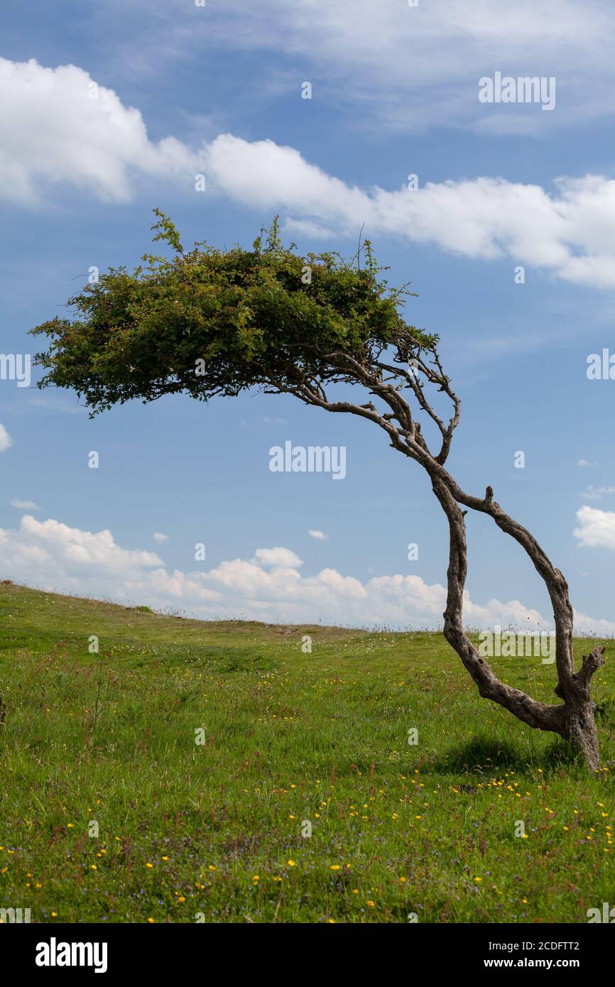Einzelne windgepeitschte Baum in einem Feld von wilden Blumen gegen Ein blauer Himmel und flauschige Wolken Stockfoto