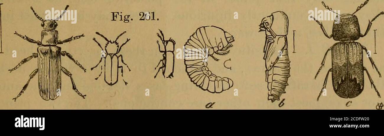 . Insekten, schädlich und vorteilhaft, ihre Naturgeschichte und Klassifizierung, für den Einsatz von Obstbauern, Weinbauern, Bauern, Gärtner und Schulen . und 9) ; einige Arten ernähren sich upondie Wurzeln der verschiedenen Pflanzen, aber einige Arten sind teilweise präschädigend. Die Käfer (Abb. 258, 2, 3 und 6) unddem Schwarzen Melanatus (Abb. 259)* gehören zu dieser Familie. STAMM II Aberrierende Holzkäfer. – Diese Insekten haben gewöhnlich den Kopf nach unten gebogen und teilweise oder ganz unter dem Brustkorb verborgen, der häufig vor sich verlängert wird; in einigen ist der Körper verlängert, der Kopf ist frei und freigelegt, und Th Stockfoto