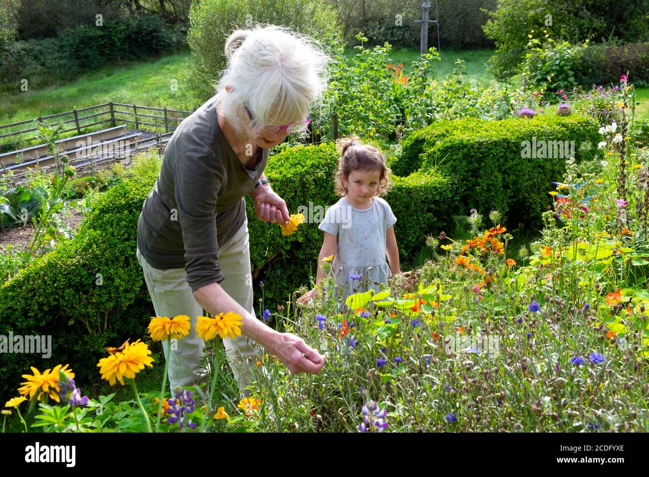 Eine Frau Großmutter und ein Kind sammeln Samen in ihrem Blumengarten junge alte Menschen im Spätsommer August 2020 Carmarthenshire Wales UK KATHY DEWITT Stockfoto