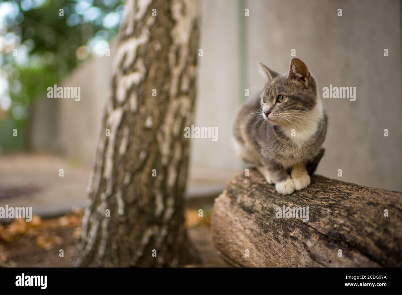 Niedliche graue Kitty sitzt im Sommergarten auf dem Baumstamm. Stockfoto