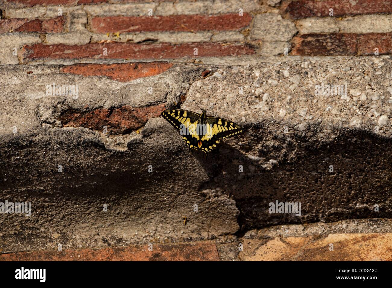 Ein Schmetterling, der die Sonne auf einer Bordsteinkante einweicht Mijas Spanien Stockfoto