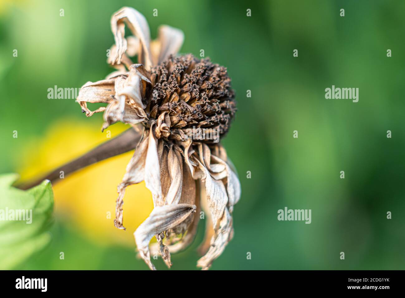 Makroaufnahme einer verwelkten Gänseblümchen-Blume in einem Garten Stockfoto