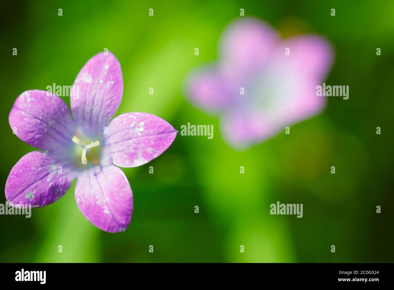 Sommer Blume Hintergrund Stockfoto