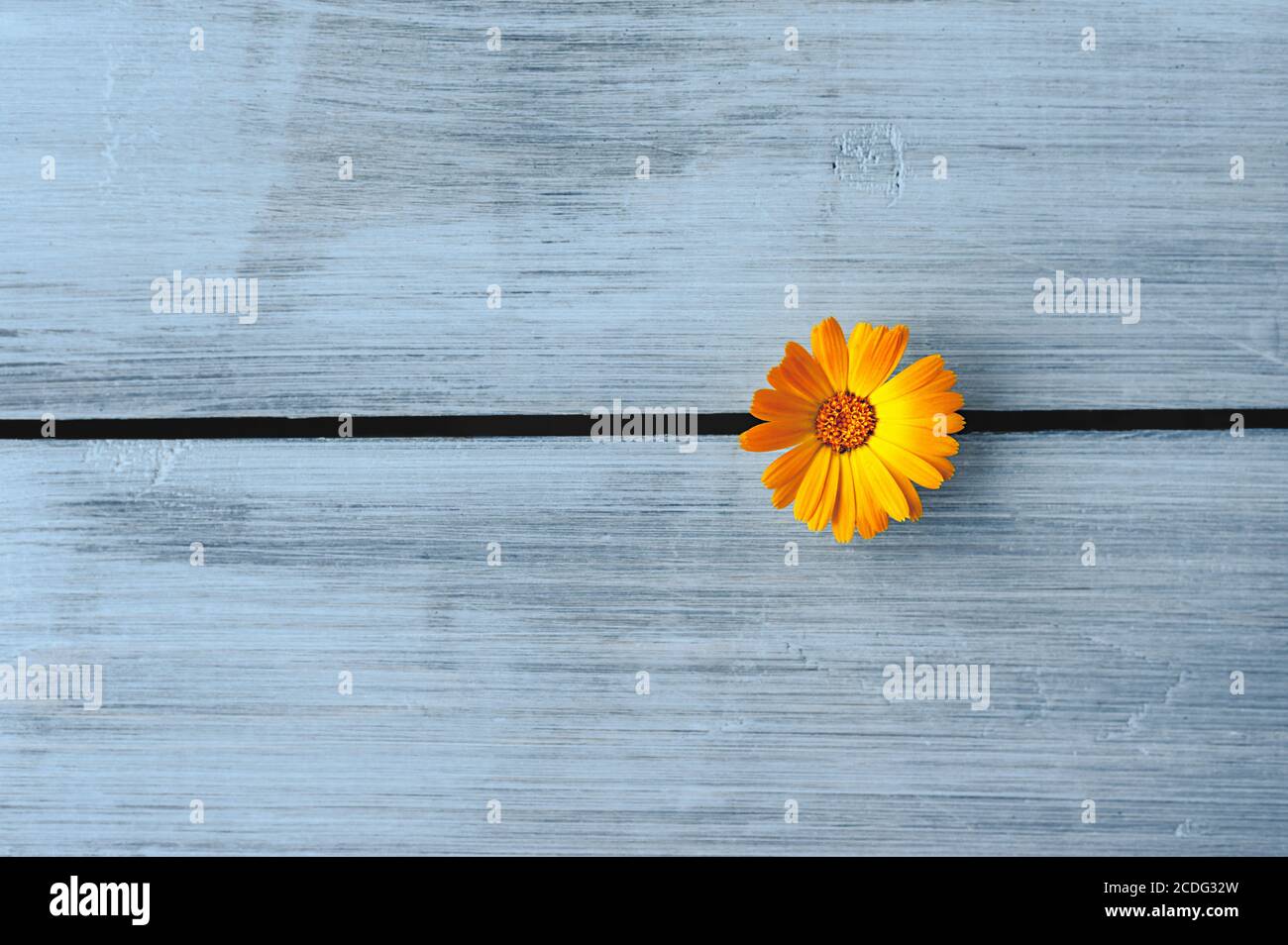 Leuchtend orange Ringelblume auf einem hellen Holzhintergrund Stockfoto