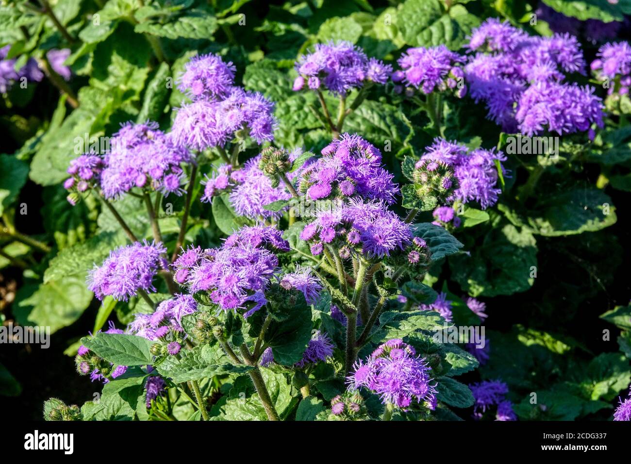 Blaue ageratum pflanze Fotos und Bildmaterial in hoher Auflösung Alamy