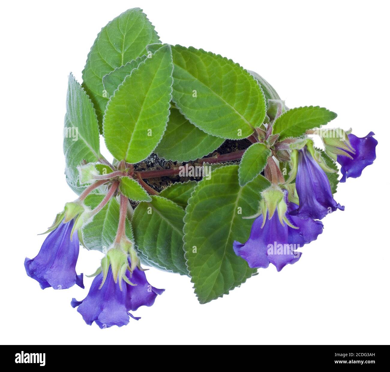 Home Blume Violett Gloxinia isoliert Stockfoto