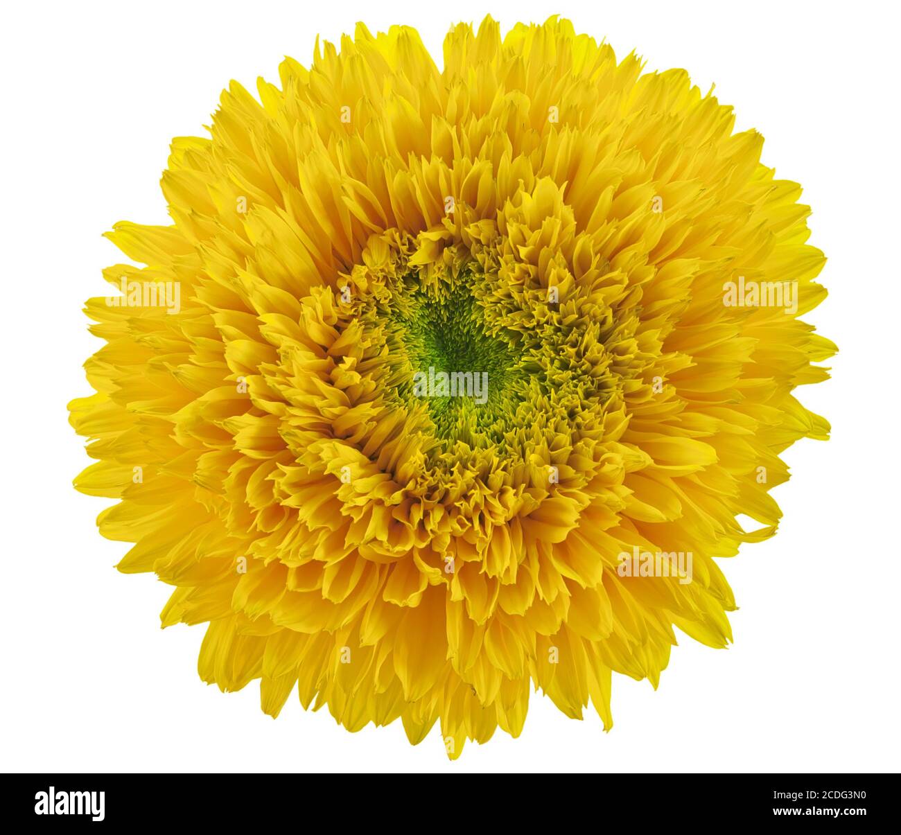 Isolierte Dekorative Sonnenblume Stockfoto