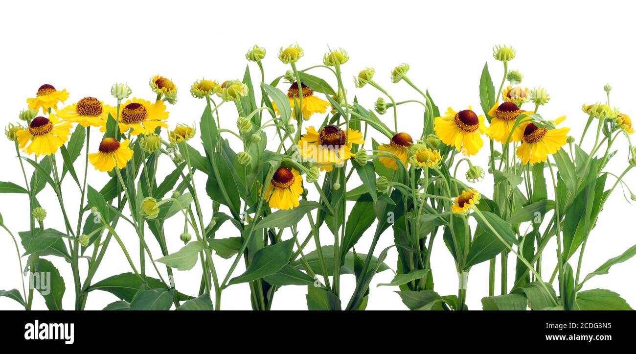 Grenze von Coreopsis Blumen Stockfoto