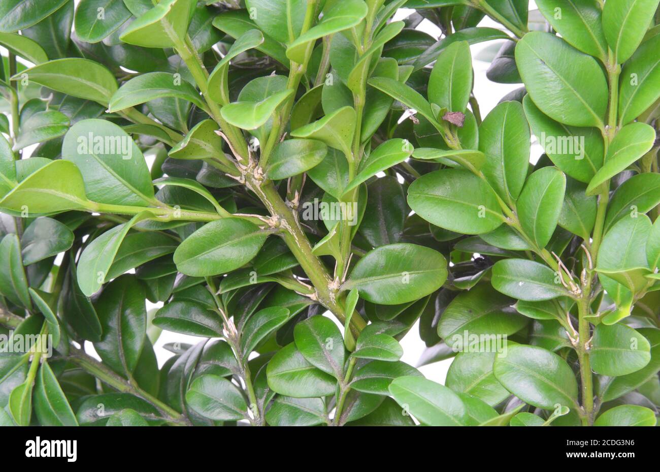 Immergrüne Boxwood Pflanze Hintergrund Stockfoto