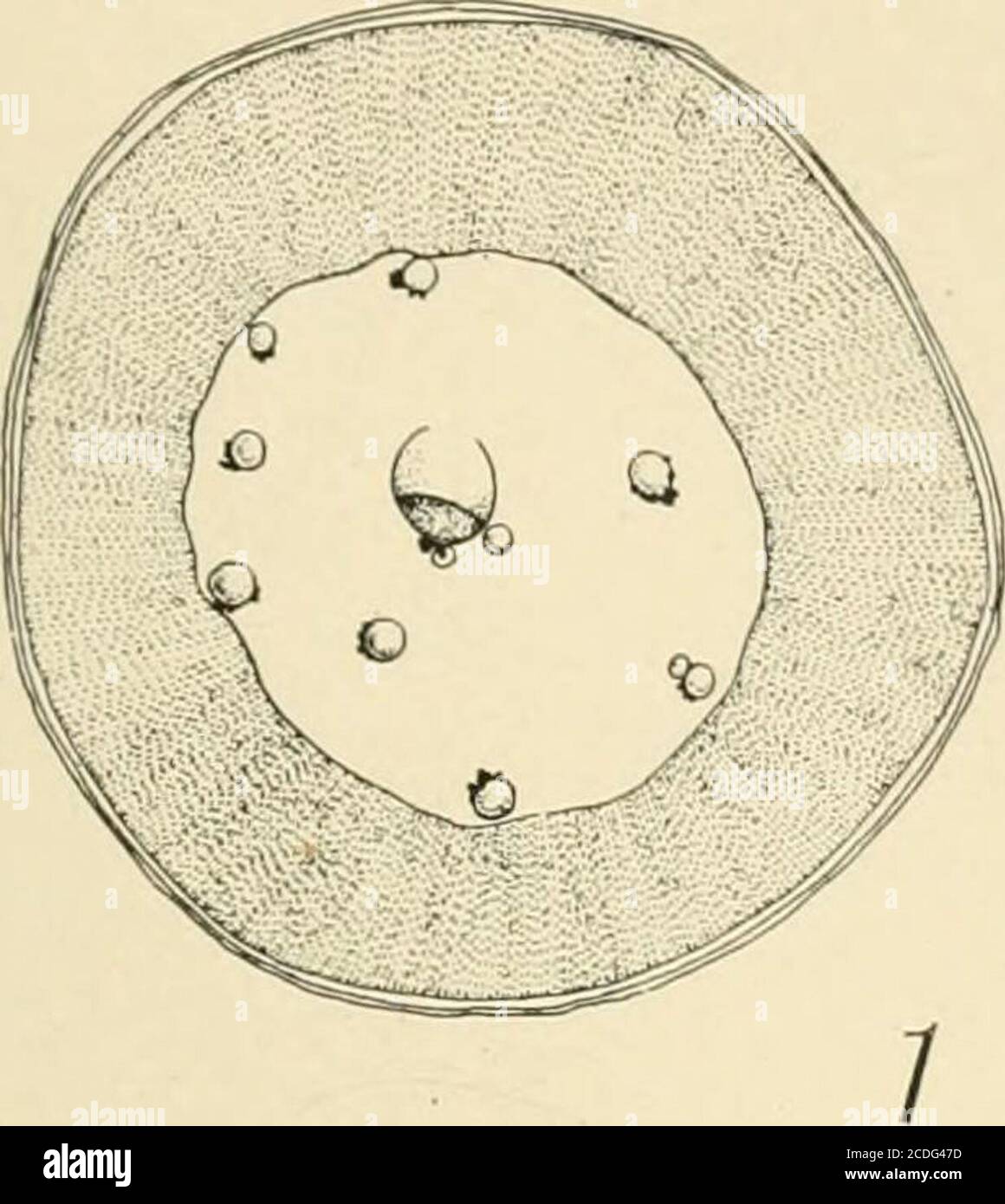 . Journal of Morphology . r Plasmosom. X 860. 8. Vier große und ein