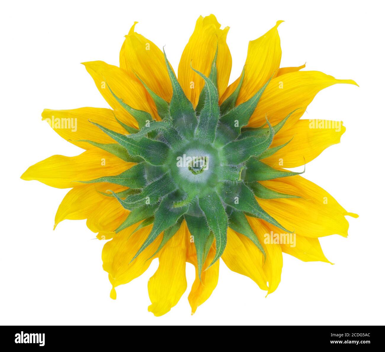 Rückseite der Sonnenblume isoliert Stockfoto