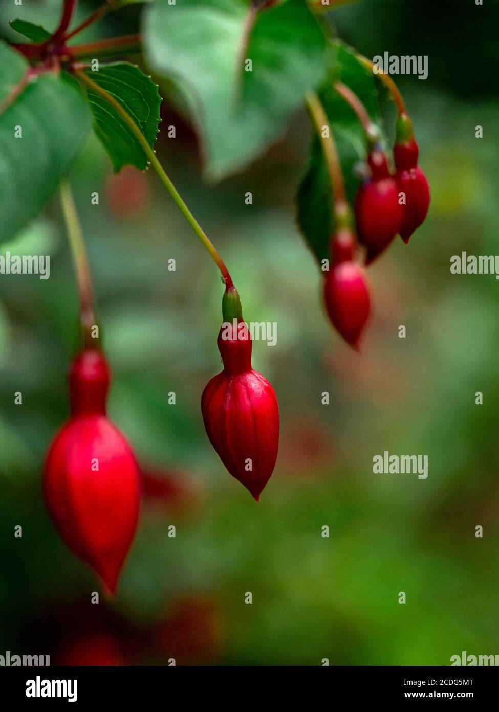 Selektiver Fokus auf einzelne rote Blume in einem Cluster Von Blumen der Fuschia-Pflanze Stockfoto
