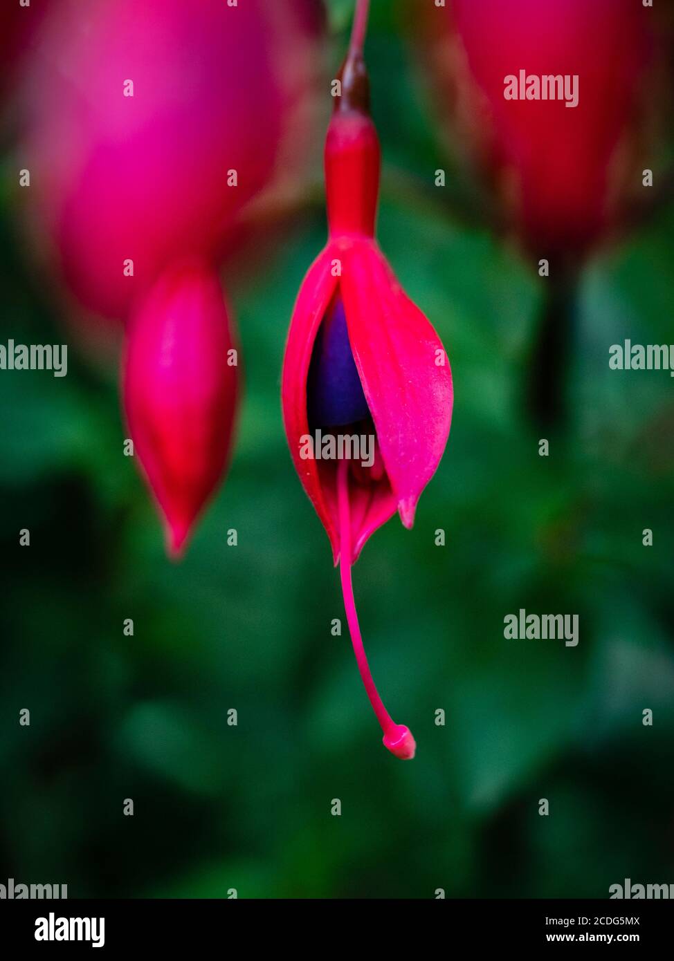 Nahaufnahme der roten und violetten Fushia Blüte unter einem Blumenstrauß Stockfoto