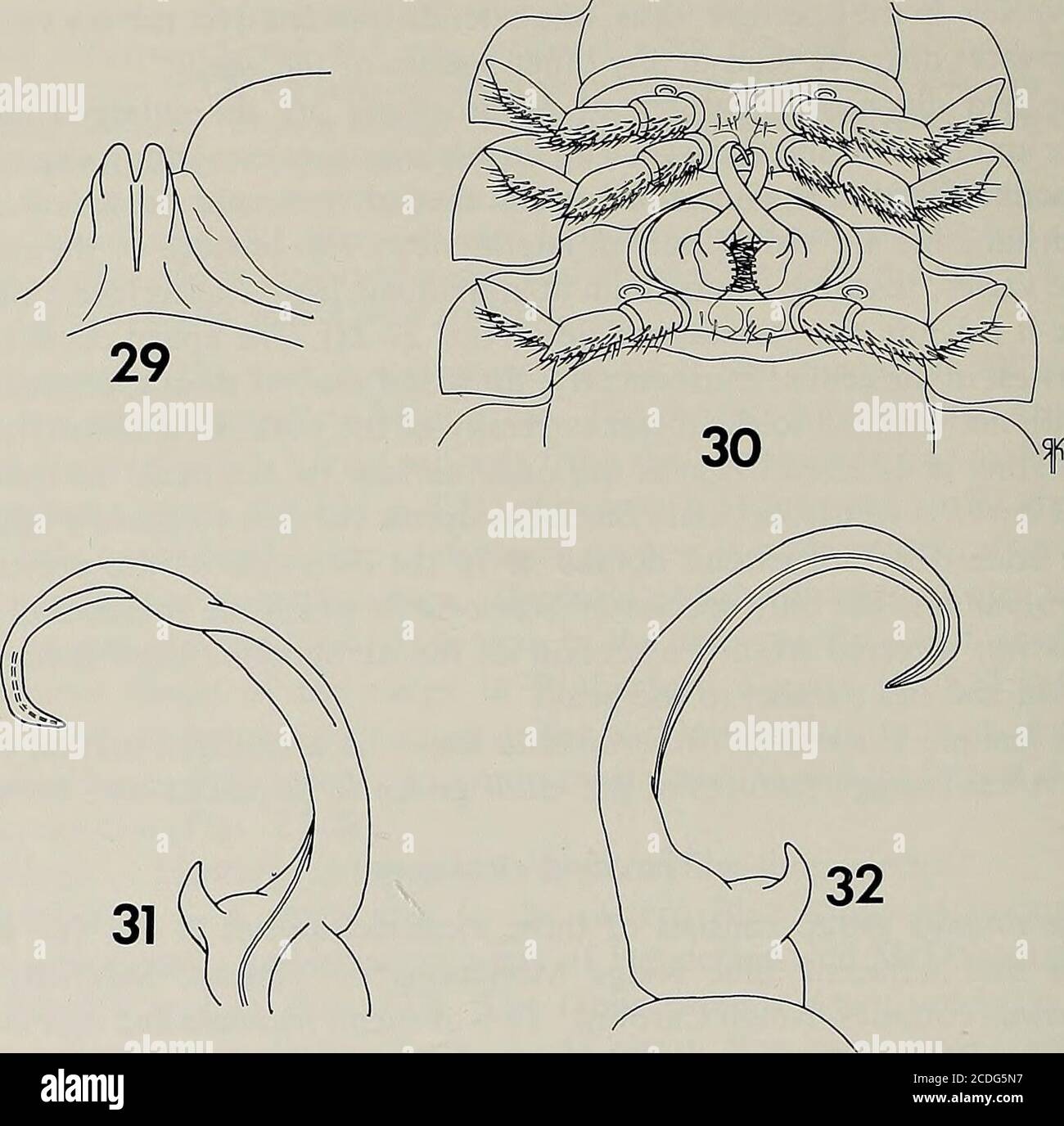 . Memoiren der American Entomological Society . IES fehlen solche Spezialisierungen wie Zahn, Seitenflansch, undreflexed Spitze, und sind durch einen kurzen, keilförmigen prefemoralprocess, eine dünne, relativ zerbrechliche Acropodit, und eine breite, schlecht definedanterior Biegung gekennzeichnet. Sigmoria truncata und sigirioides haben individuelle Spezialisierungen zu diesen primitiven Merkmalen entwickelt, aber simplex zeigt keine Remodifikationen. Die Existenz unentdeckter Arten in der simplex-Gruppe ist wahrscheinlicher als in jeder anderen Artengruppe von Sigmoria, wegen der Theremotenz eines großen Teils des Gebietes im westlichen Mitch Stockfoto