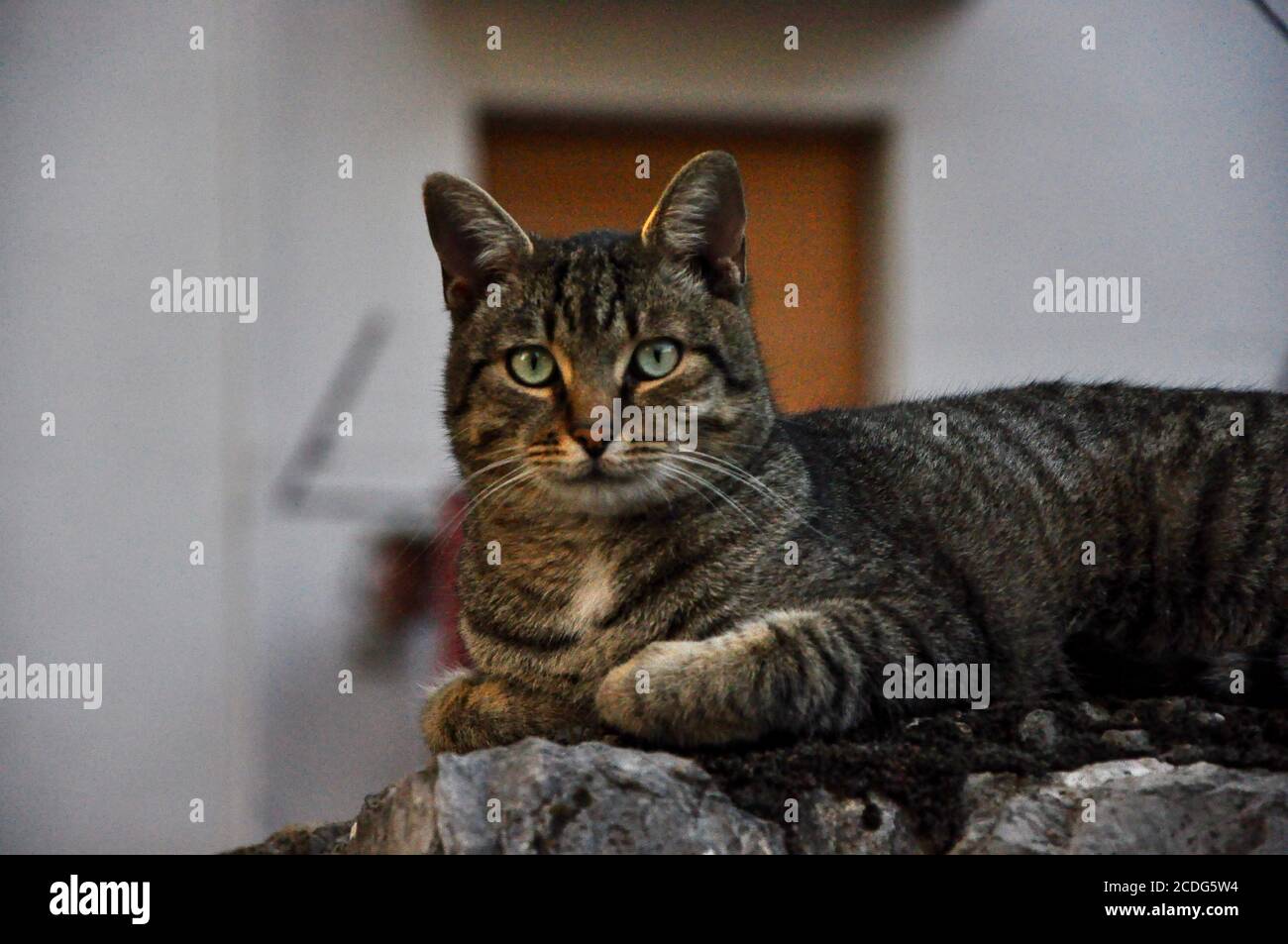 Katzenprofil, das gerade in die Kamera schaut.Hauskatze. Stockfoto