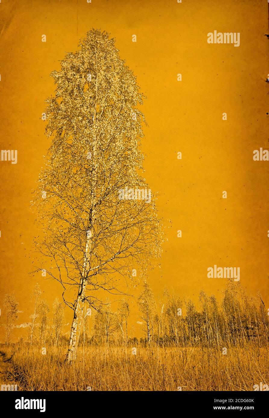 Seite des alten Buches Stockfoto