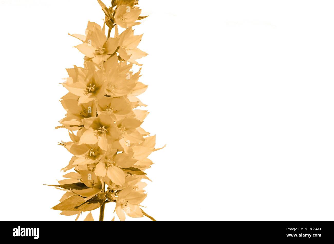 gelbe Blume auf weißem Hintergrund Stockfoto