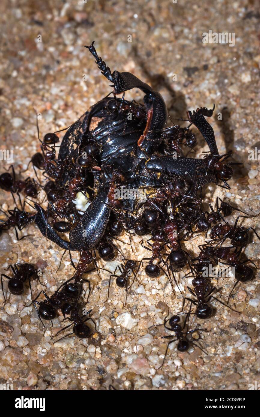 Ameisen Augen Stockfotos Und Bilder Kaufen Alamy