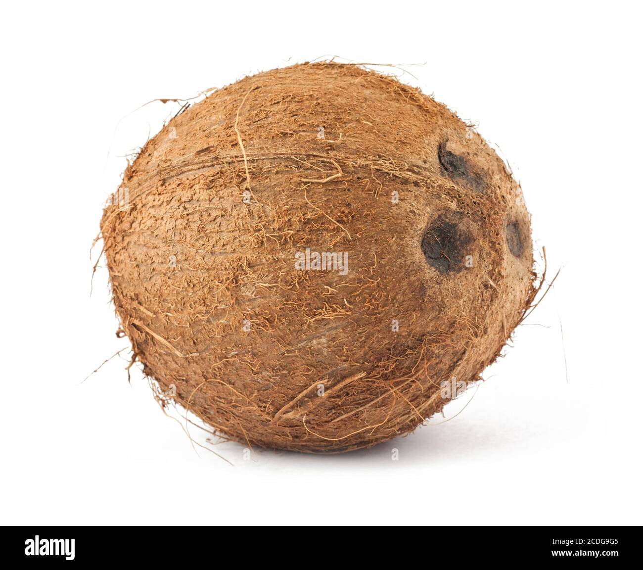 Braune Kokosnuss Stockfoto