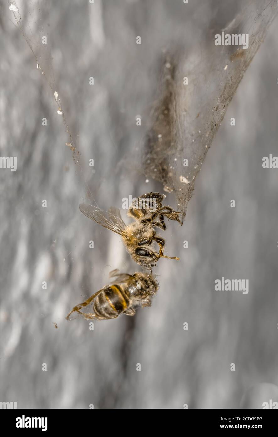 Zwei Honigbienen stecken in einem Spinnennetz, Südafrika Stockfoto