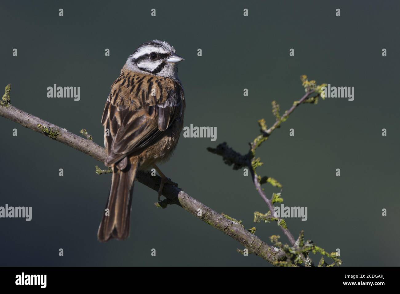 Emberiza cia, Rock Bunting Stockfoto