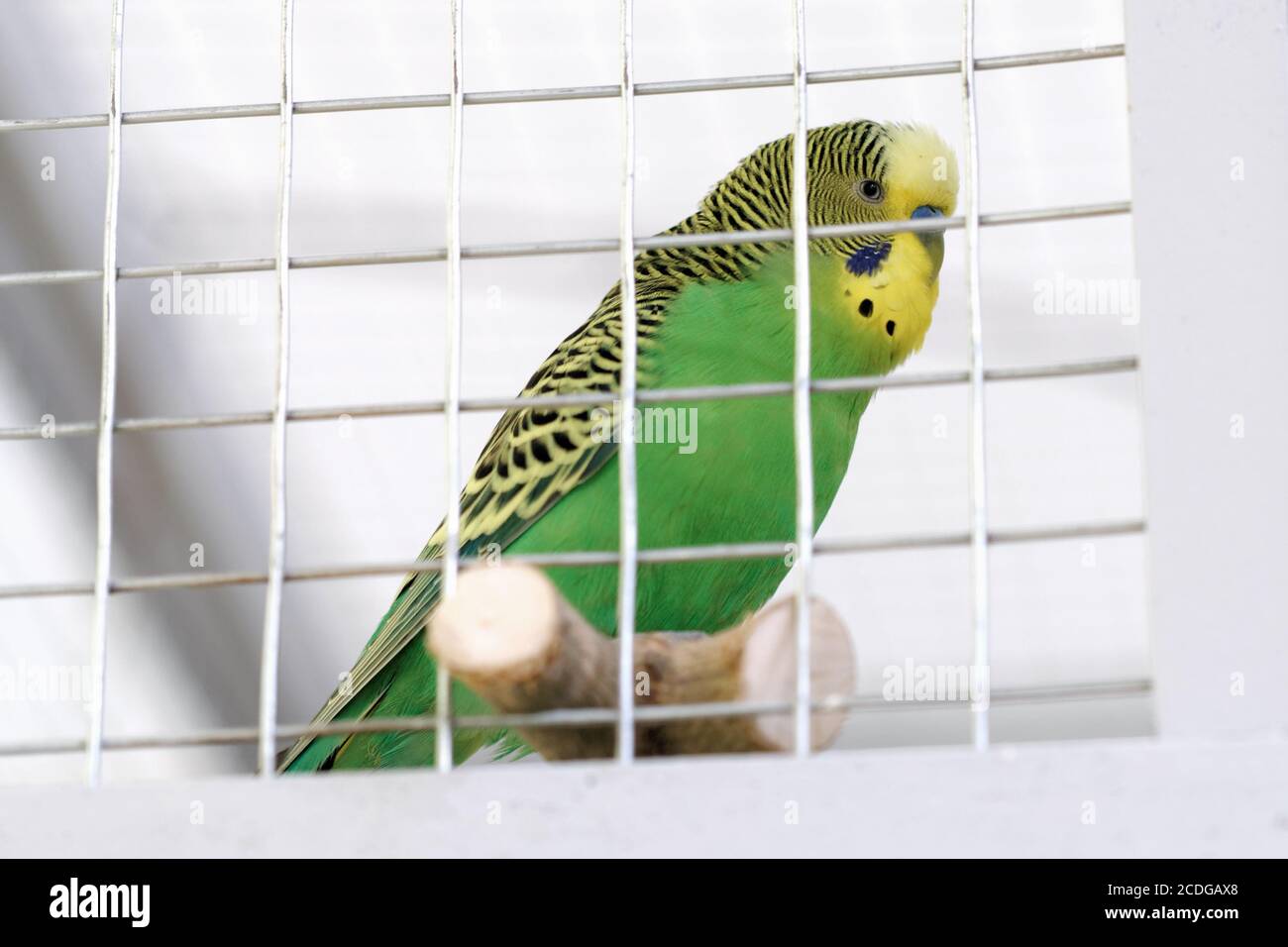Welliger Papagei in einem Käfig Stockfoto