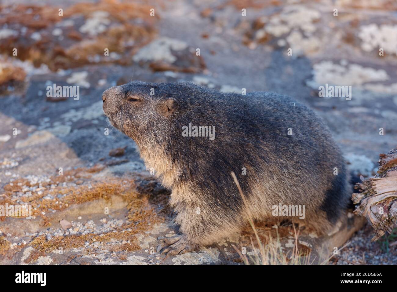 Alpine Marmot sitzt auf einem Stein Stockfoto