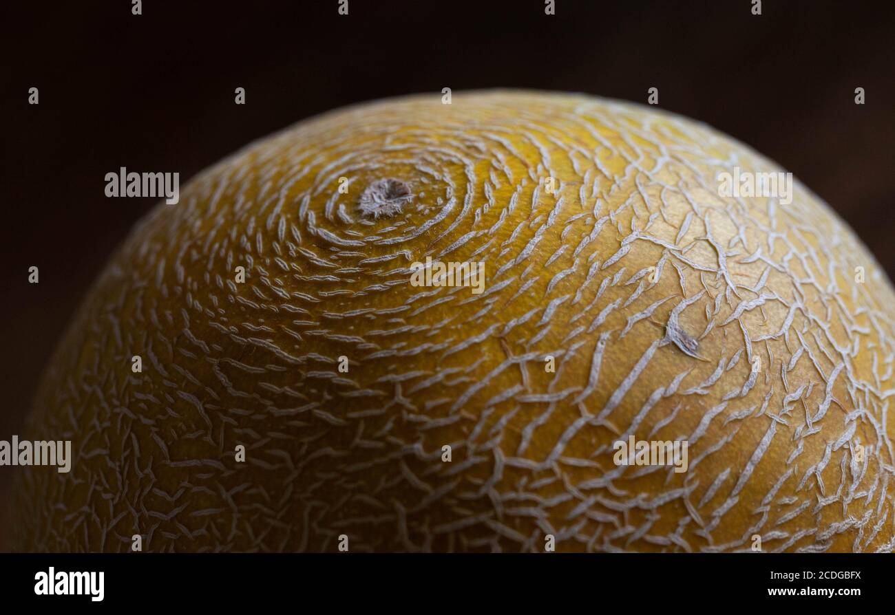 Eine Nahaufnahme der groben Netzrinde einer Galia-Melone. Stockfoto