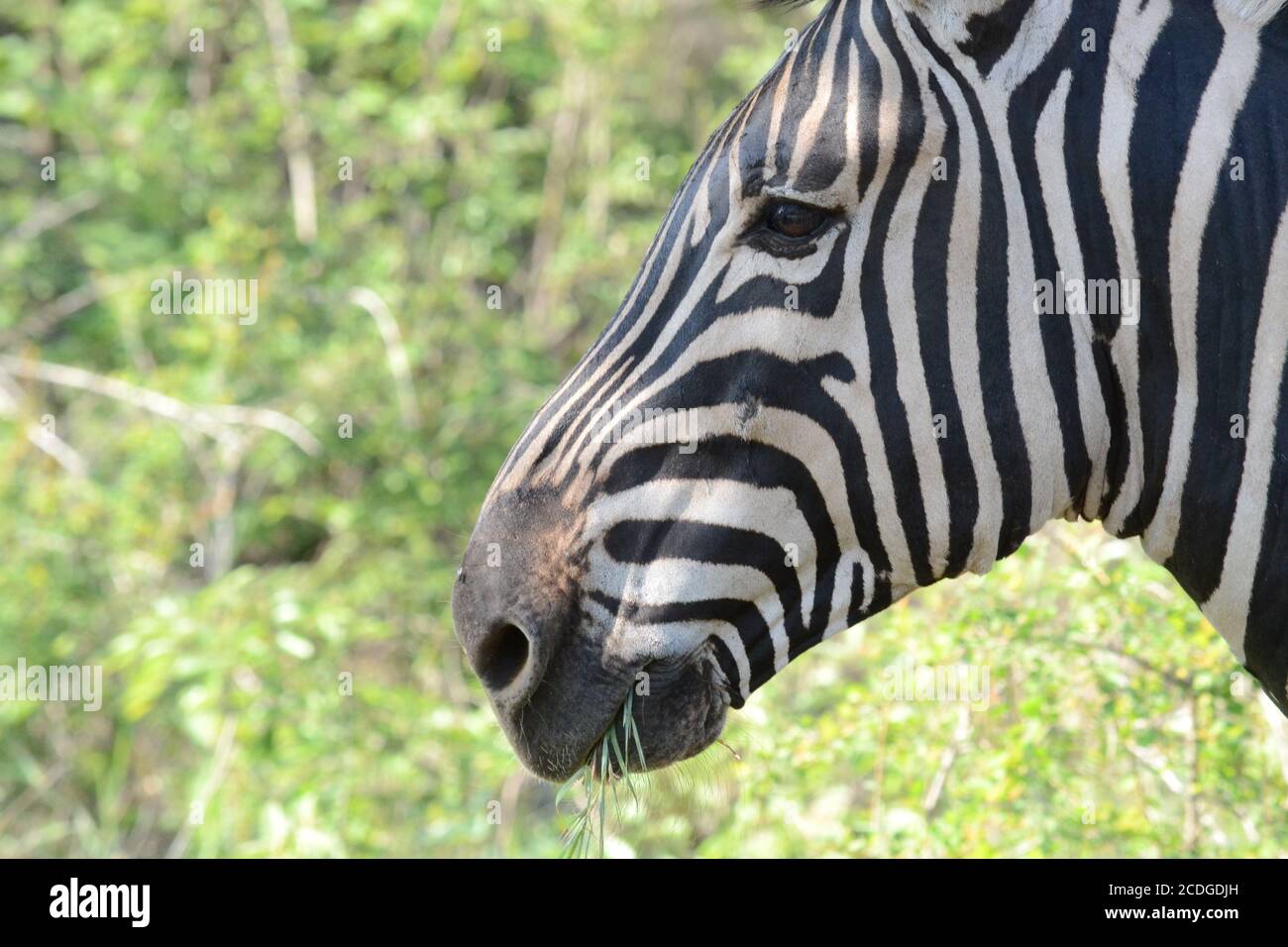 Zebra Stockfoto