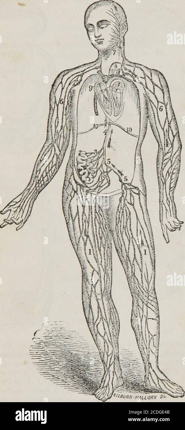 . Menschliche und vergleichende Anatomie, Physiologie und Hygiene . Abb. 41. Idealer Plan der Kapillargefäße. 1. Eine Arterie. 2. Eine Vene.3, 3. Kapillargefäße. Die Pfeile zeigen die Richtung des Blutes an. 135. Die Absorptionsmittel sind winzige Gefäße, die sich direkt in den Thoraxgang und in die Venen öffnen. Sie sind in jedem Teil des Körpers außer dem Gehirn gefunden. Sie transportieren Lymphe und Abfallstoffe in die systemischen Venen.(Abb. 42.) Q. Was wird über die Absorptionsmittel gesagt ? Was ist ihre Verwendung 1 136. Das Blut, das von den Venen in die rechte Ohrmuschel des Herzens getragen wird, besteht aus Materialien, die von den capi wiederempfangen werden Stockfoto