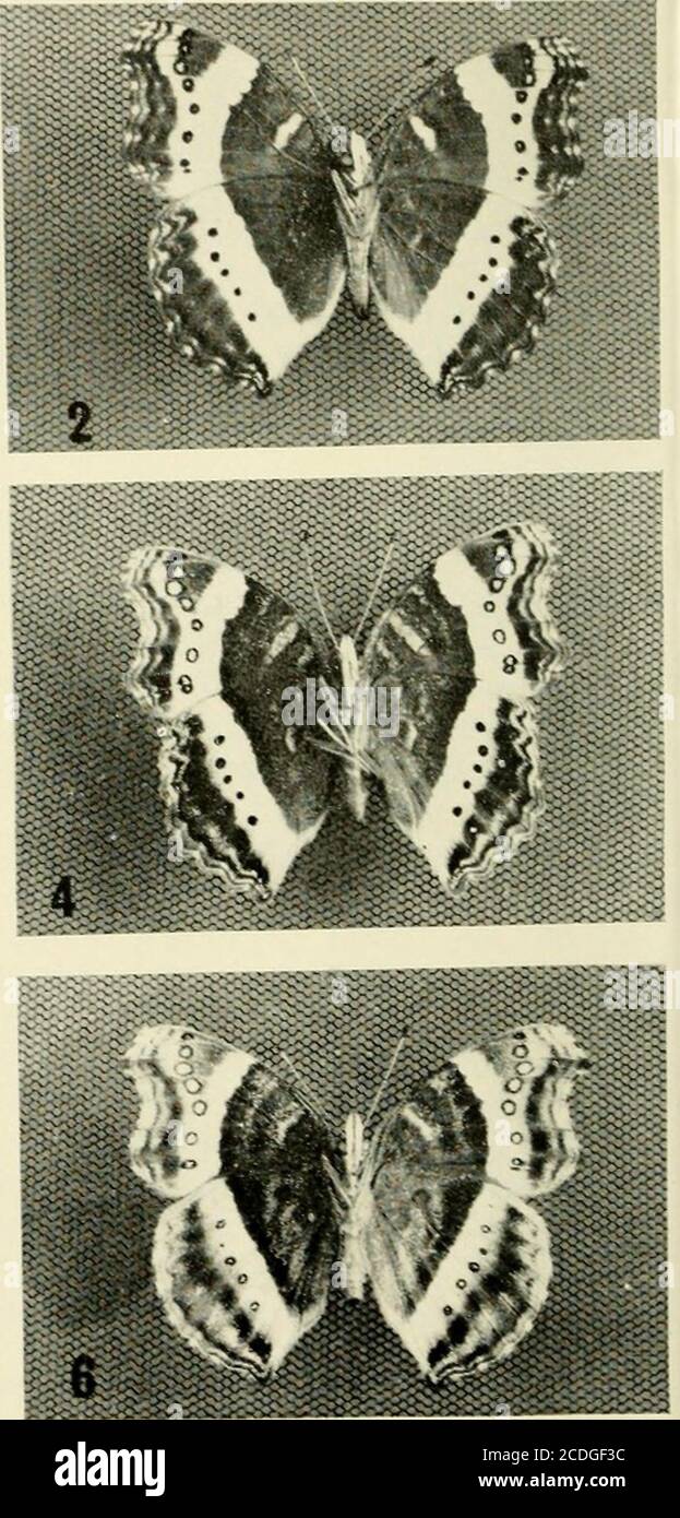 . Der Entomologe Aufzeichnung und Journal der Variation . Precis archesia ugandensis links-oben. Rechts – Unterseite.1 und 2. Gezüchtet ex-Lganda 27 Grad C.3 und 4. Aus Uganda gezüchtet 21 Grad C.5 und 6. Gezüchtet ex-Usanda 16 Grad 109 precis archesia ugandensis (LEP.: Nymphalidae):EINE neue Unterart von L. McLeod, B.SC, M.Phil., F.R.E.S.* precis archesia Cramer ist weit verbreitet im gesamten östlichen, zentralen und südlichen Afrika. Der ausgewachsene Schmetterling zeigt extreme saisonale Polyphenismen und mehrere Phänotypen, die beschrieben wurden: f. archesia Cramer 1782, f. pelasgis Godart1823 (Abb. 7-8), f. chapunga Hewitson 1864, f. staudinger Stockfoto