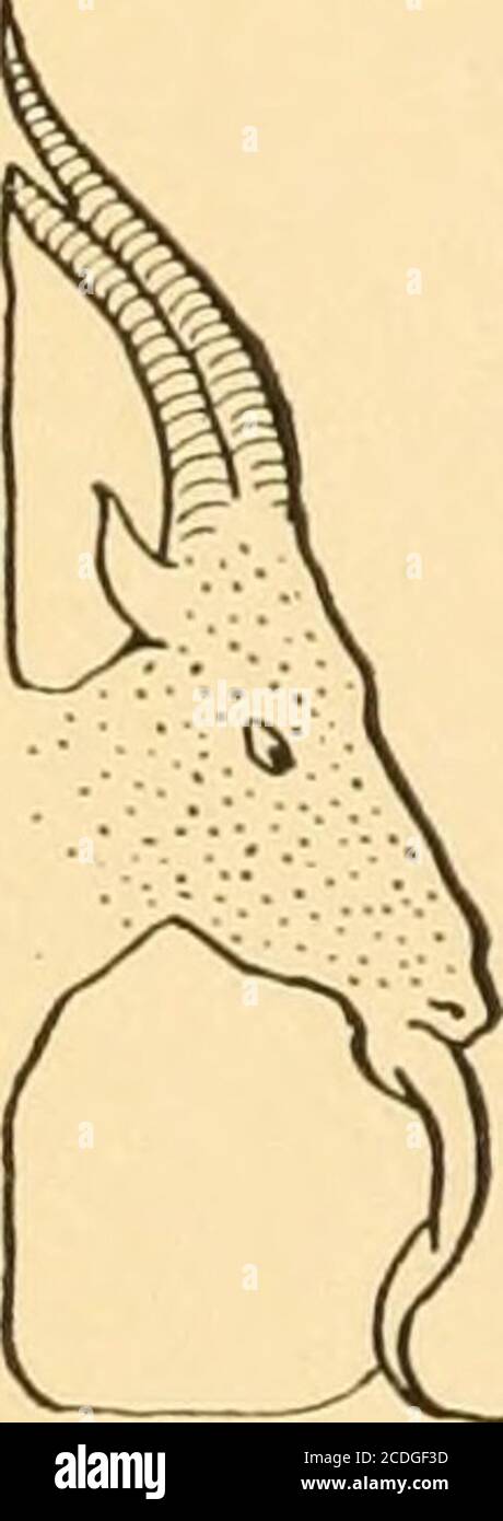 . High living; Rezepte aus südlichen Gefilden . Ionensaft, und die Herzen von zwei Köpfen Salat. Über alle eine halbe Tasse French Dressing gießen, bis sie gründlich gemischt sind, und servieren. REIFER OLIVENSALAT – Bereiten Sie sich auf diesen Salat vor, indem Sie einige Tage zuvor einige Würfel Stalebrot in ein Glas mit ein paar Stücken getrockneter Paprika legen. Nehmen Sie zwei dieser Krümel, zwei Tassen reife Oliven und eine halbe Tasse junge, dünne Onionsscheiben. Über eine Tasse Mayonnaise gießen und auf einem Kopfsalat servieren. Ifonions sind nicht beliebt gehackte Gurken Gurke kann ersetzt werden. PATE DE FOIE-GRAS MOUSSE Stockfoto