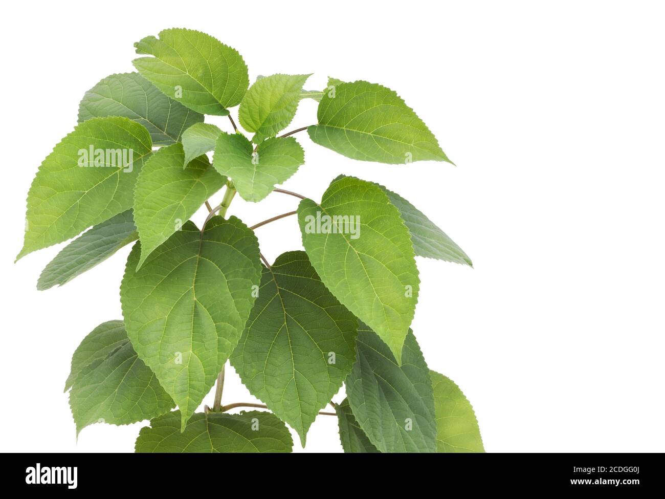 Grüne einfache Pflanzenpostkarte Stockfoto