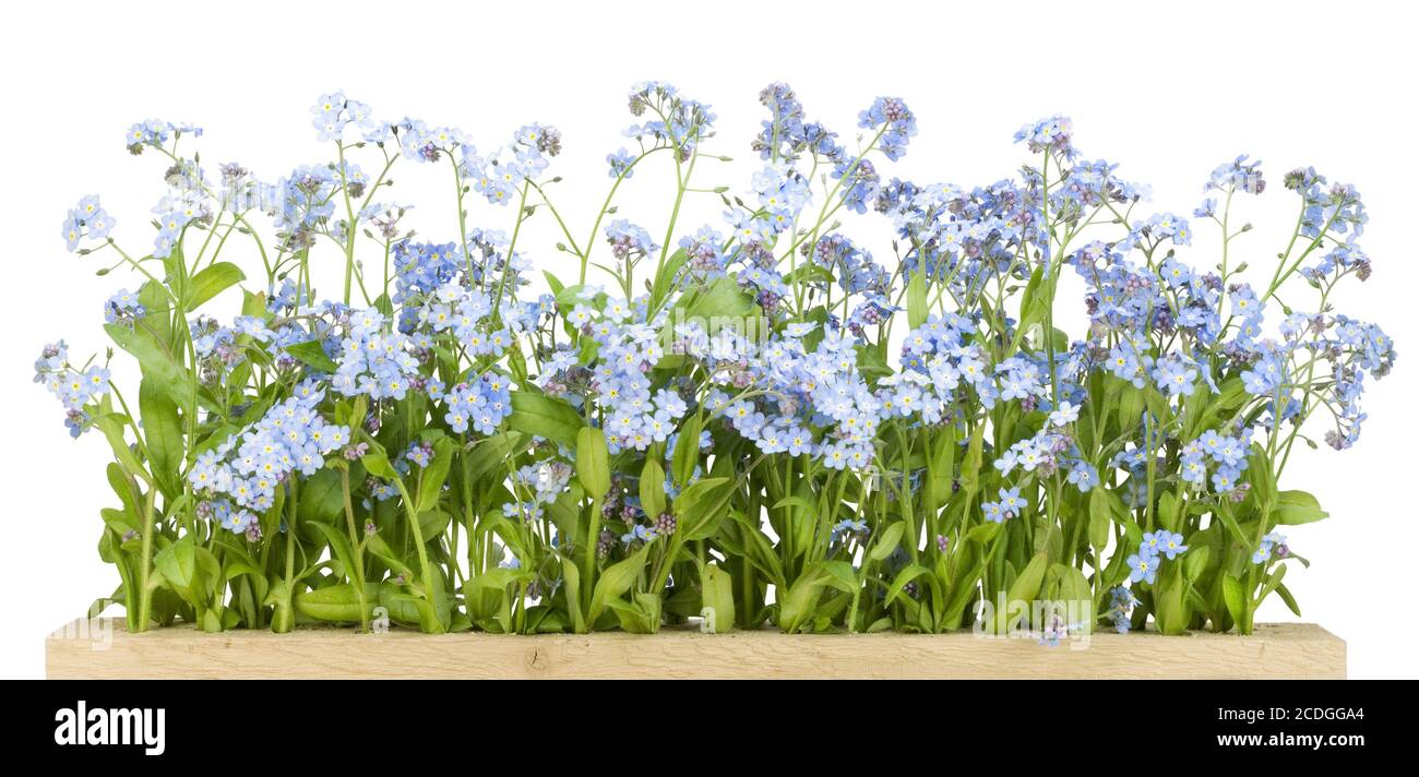 Grenze von Vergissmeinnicht (Myosotis) Stockfoto