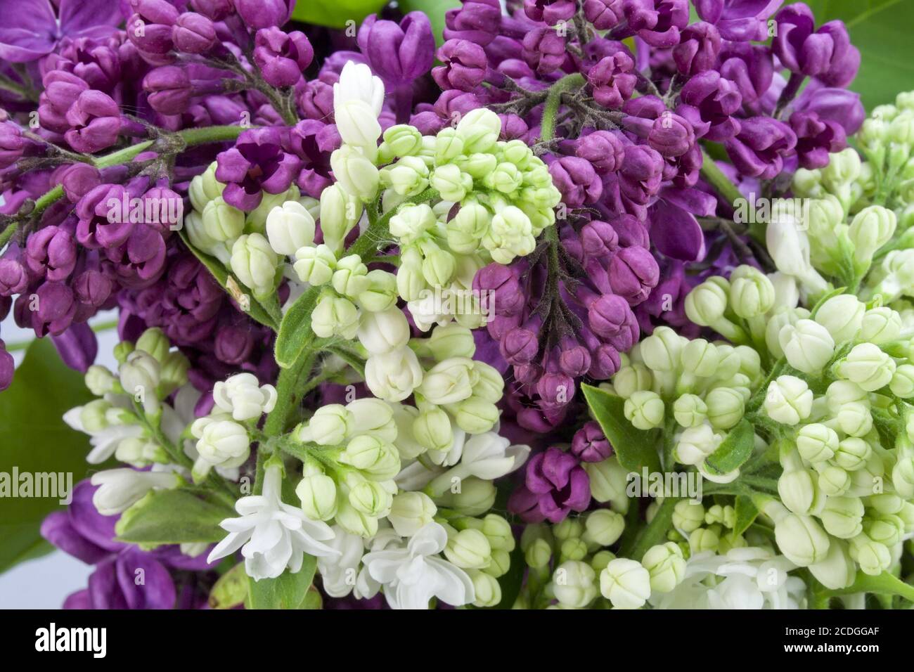 Hintergrund aus einem weißen und violetten Flieder Stockfoto