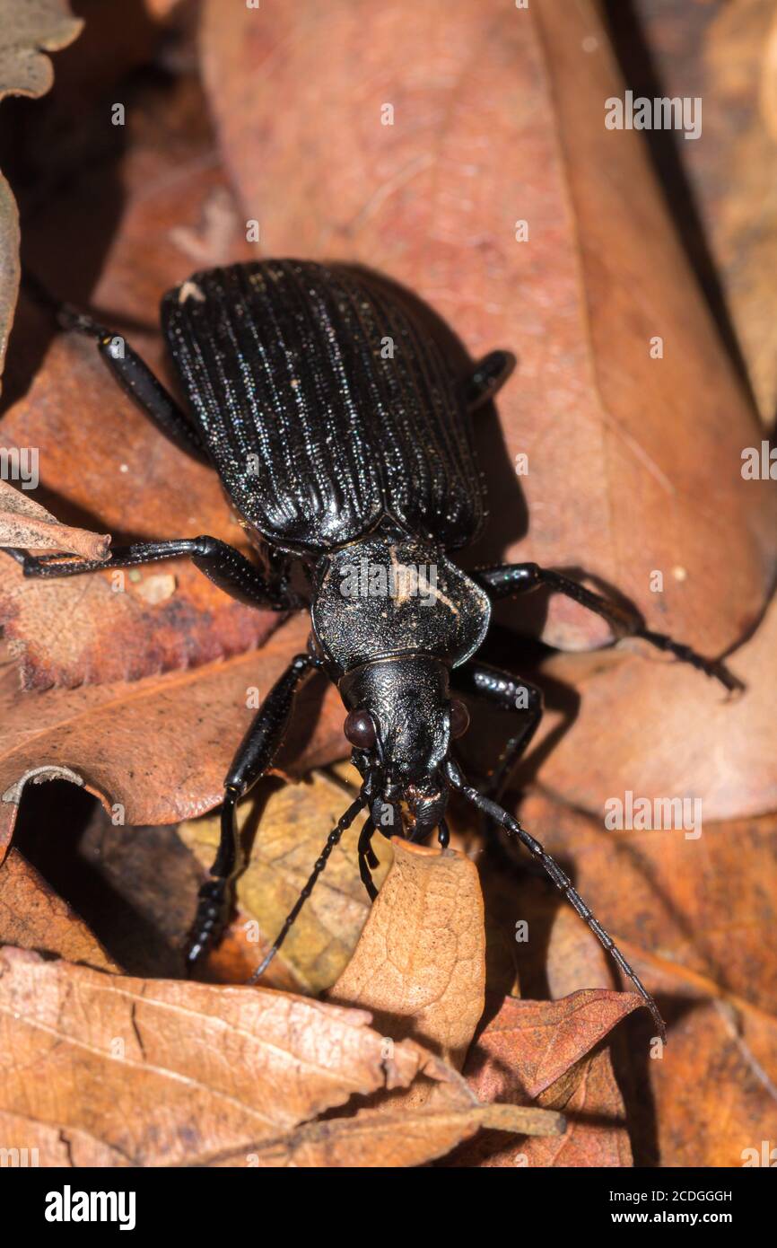 Friedlicher Riesenkäfer (Tefflus), Krüger-Nationalpark, Südafrika Stockfoto